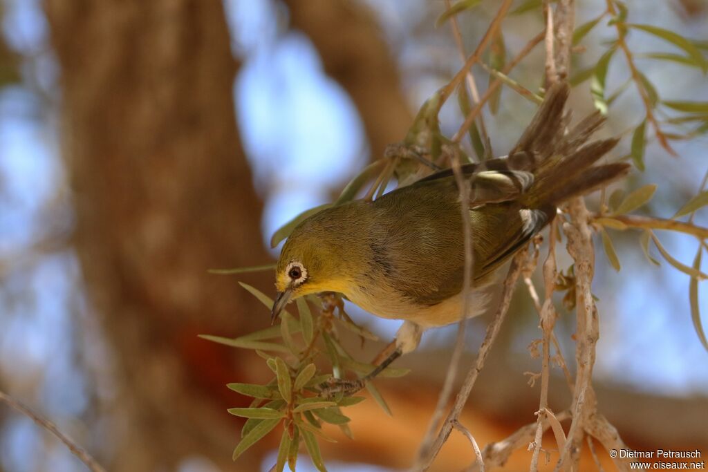 Orange River White-eyeadult