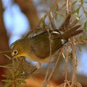 Orange River White-eye