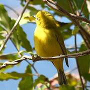 Southern Yellow White-eye