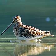 Common Snipe