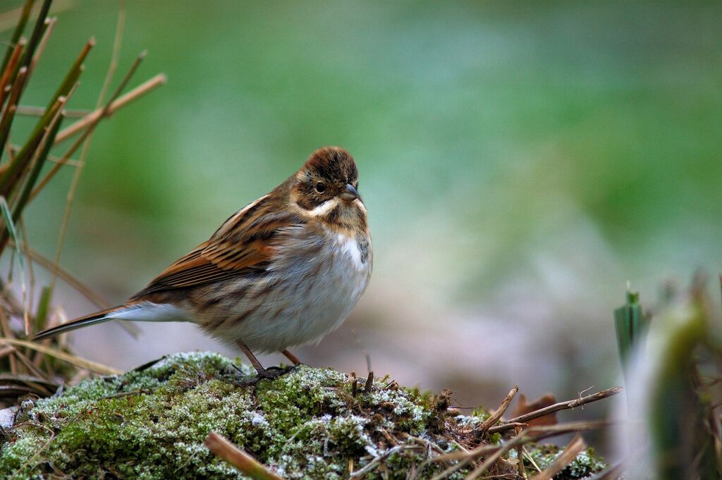 Common Reed Bunting