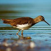 Green Sandpiper