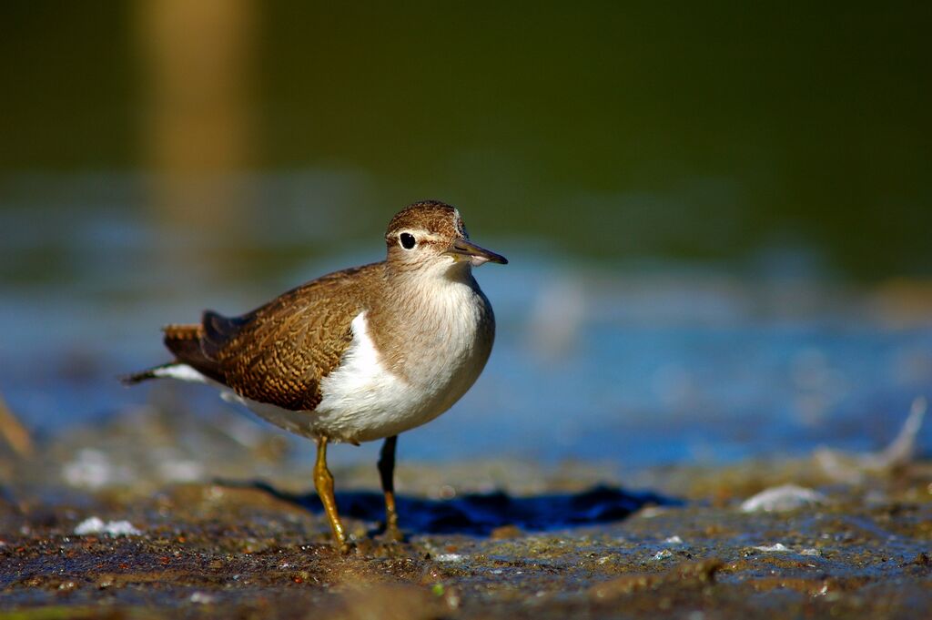 Common Sandpiper