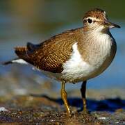 Common Sandpiper