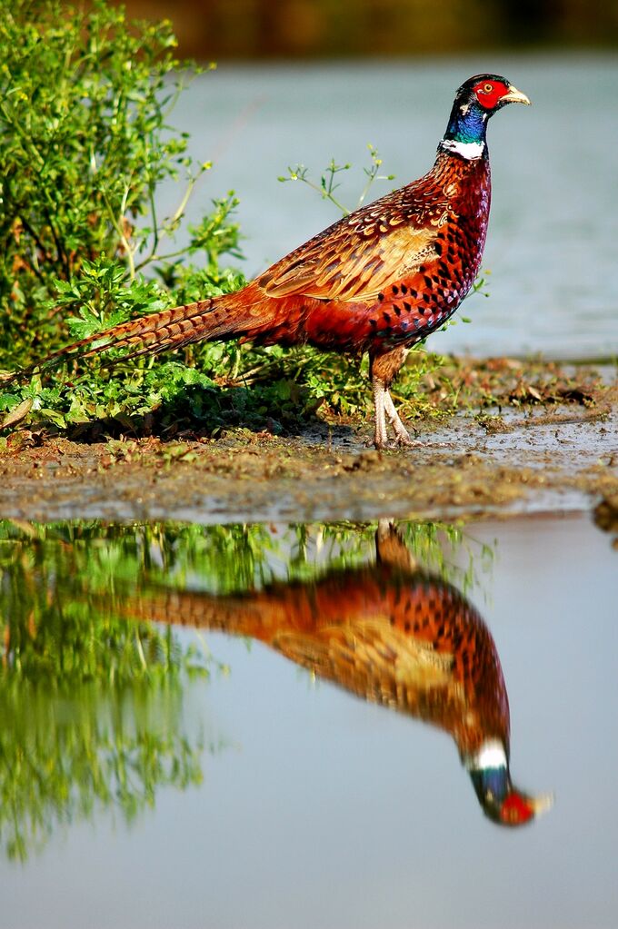 Common Pheasant