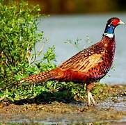 Common Pheasant