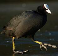 Eurasian Coot