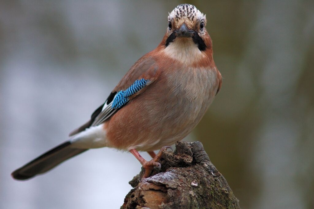 Eurasian Jay