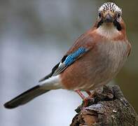 Eurasian Jay