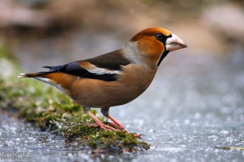 Hawfinch male adult breeding, pigmentation