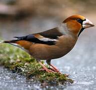 Hawfinch