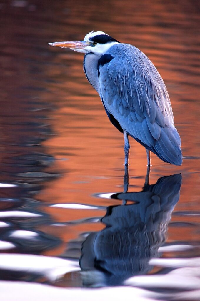 Grey Heron