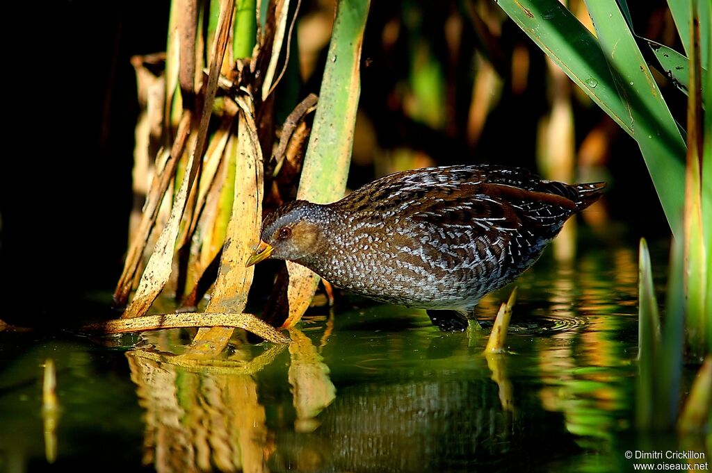 Spotted Crake