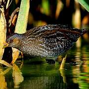 Spotted Crake