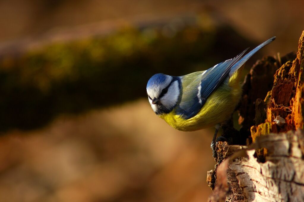 Eurasian Blue Tit