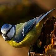 Mésange bleue