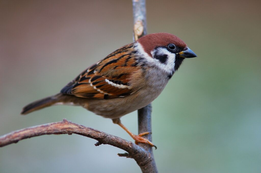 Eurasian Tree Sparrow