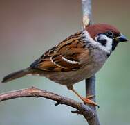 Eurasian Tree Sparrow