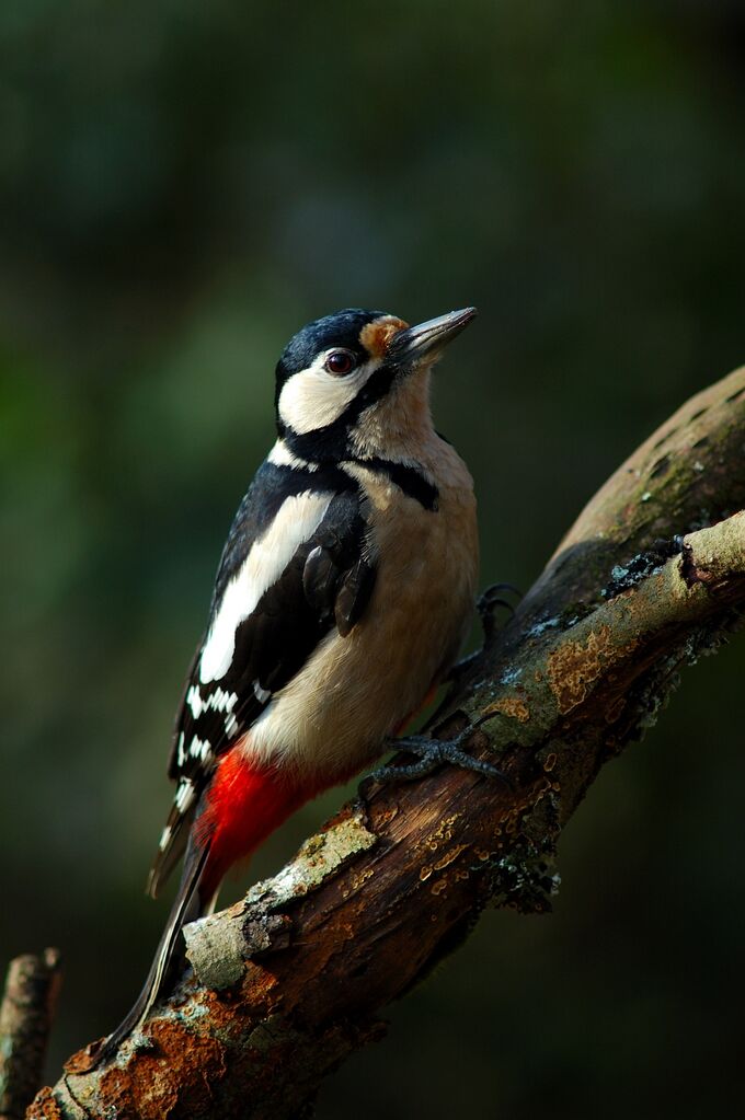 Great Spotted Woodpecker