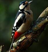 Great Spotted Woodpecker