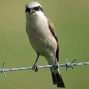 Red-backed Shrike