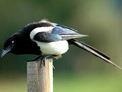 Eurasian Magpie