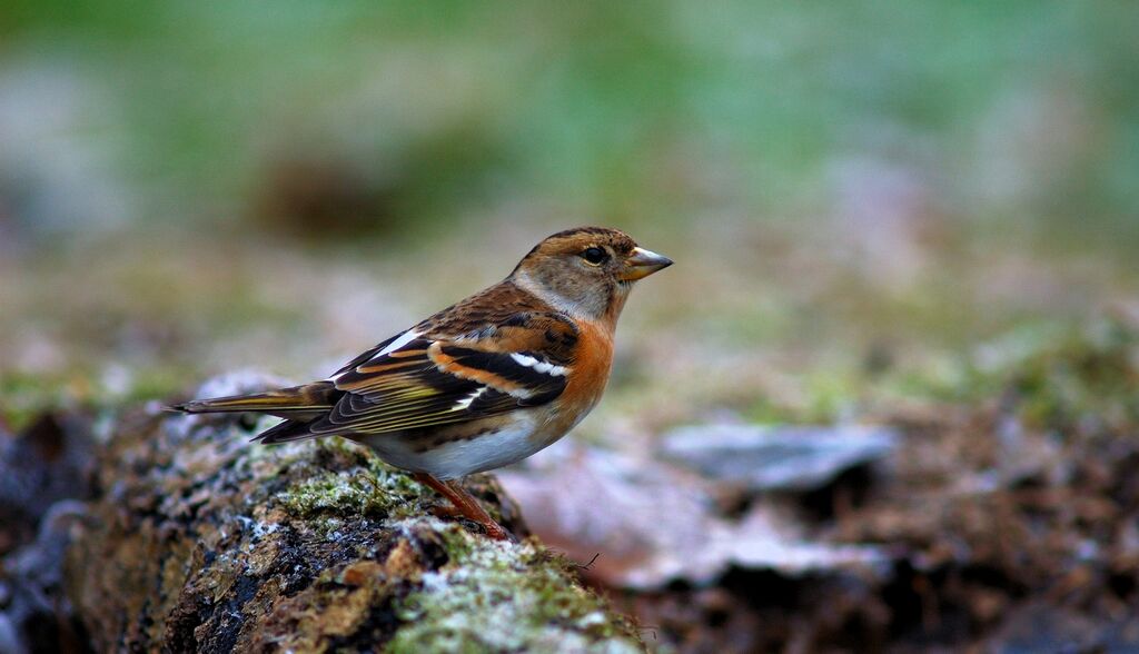 Brambling