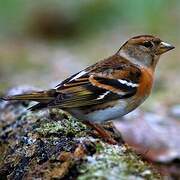 Brambling