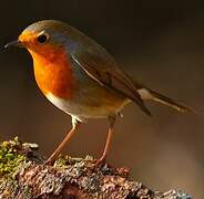 European Robin