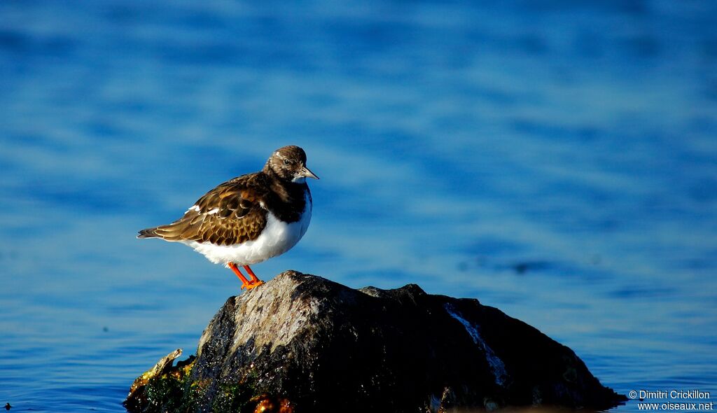 Ruddy Turnstone