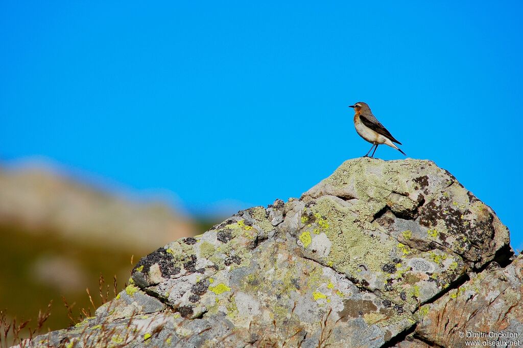 Northern Wheatear