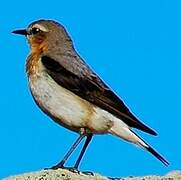 Northern Wheatear