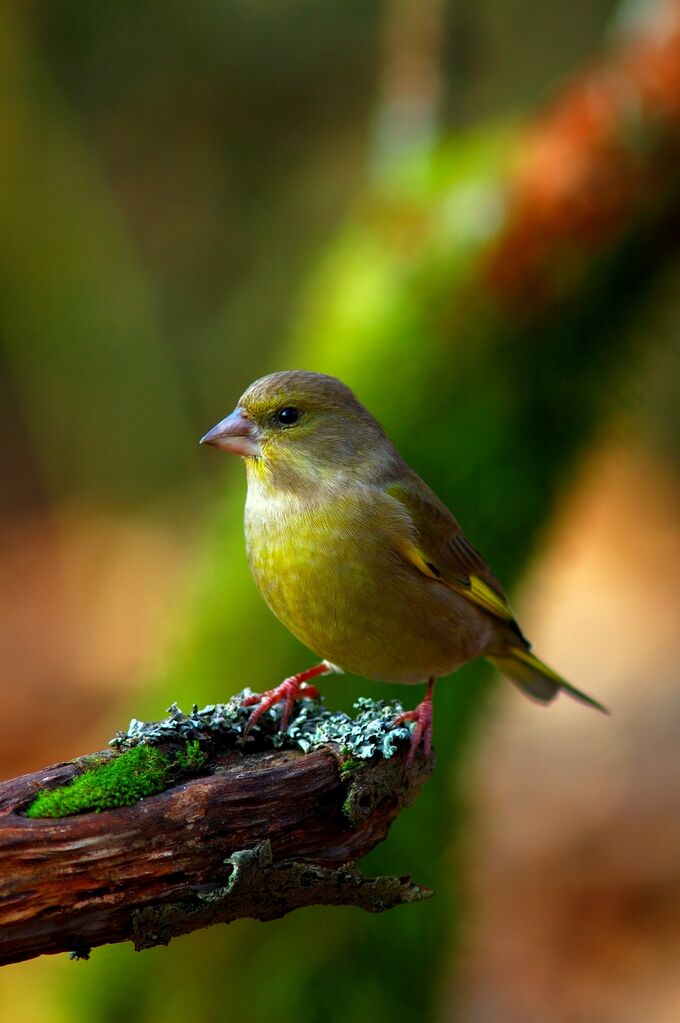 European Greenfinch