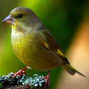 European Greenfinch