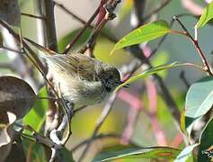 Tasmanian Thornbill