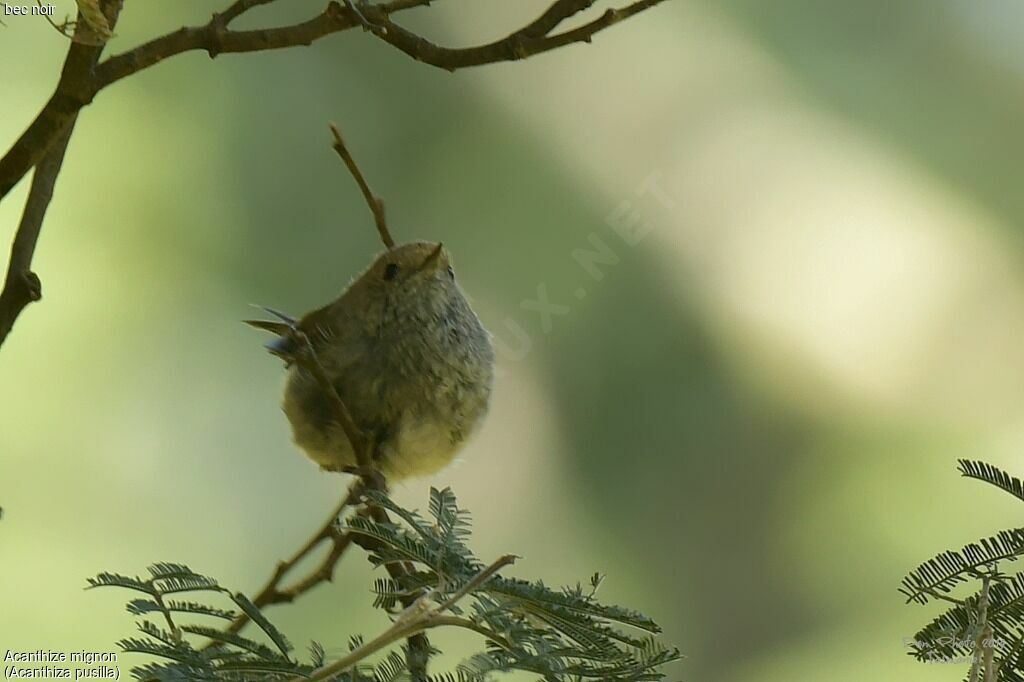 Brown Thornbill