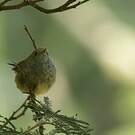 Acanthize mignon