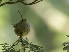 Brown Thornbill