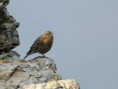 Alpine Accentor