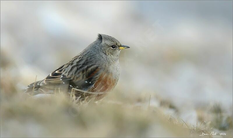 Alpine Accentor