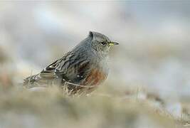 Alpine Accentor