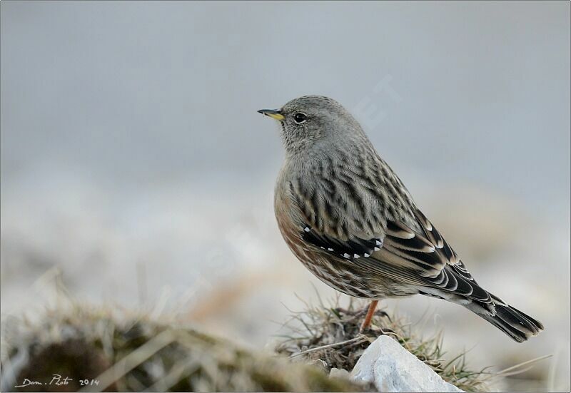 Alpine Accentor