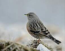 Alpine Accentor