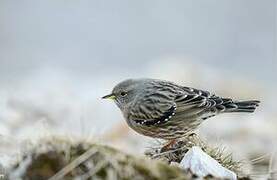 Alpine Accentor