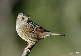 Dunnock