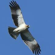 Booted Eagle