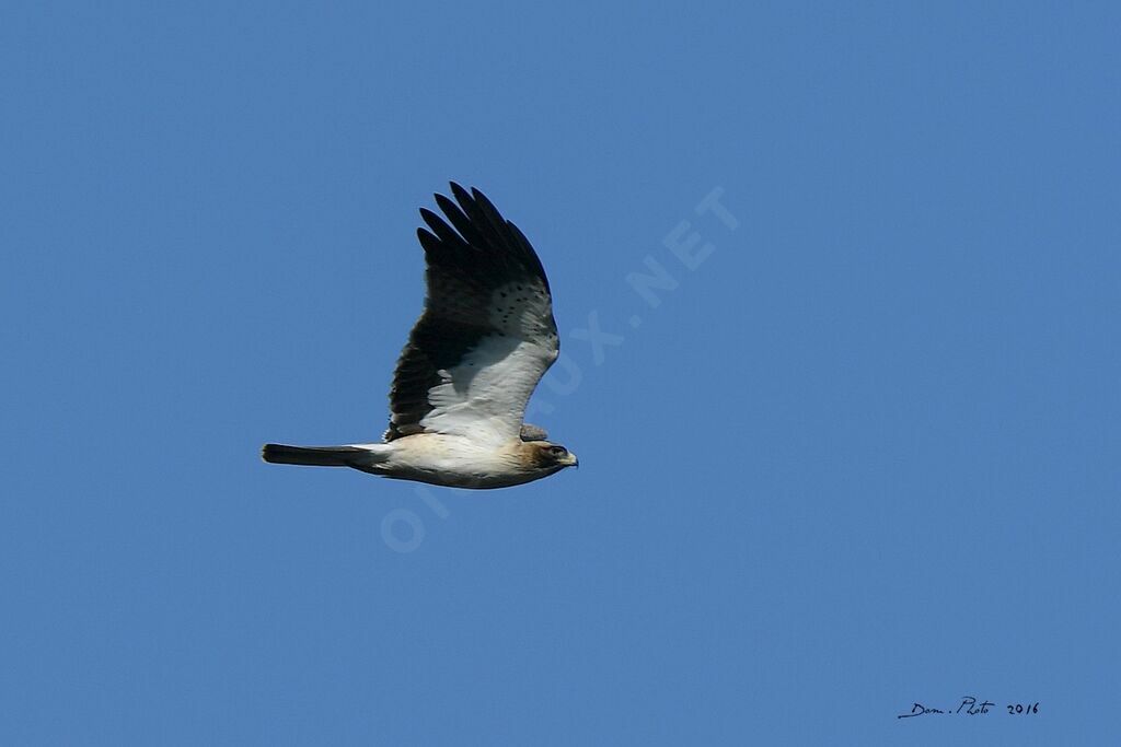 Booted Eagle