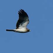 Booted Eagle