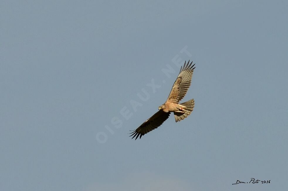 Bonelli's Eagle