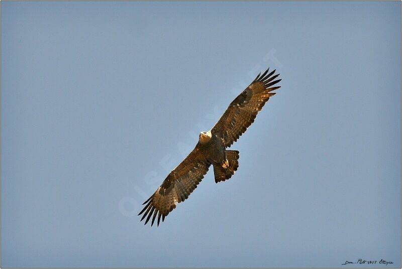 Aigle des steppes